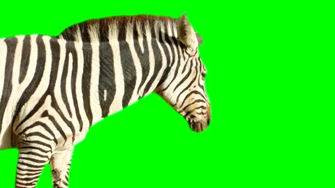 Zebra isolated on green background screen Stock Footage 332206771