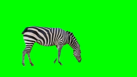 Zebra isolated on green background screen Stock Footage 332206870