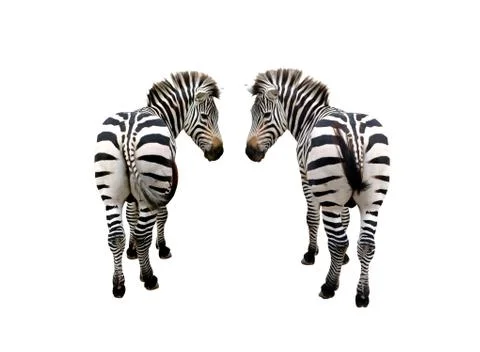 Zebra isolated Фото