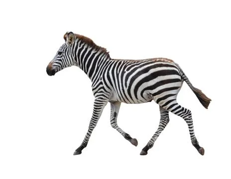 Zebra isolated Foto stock