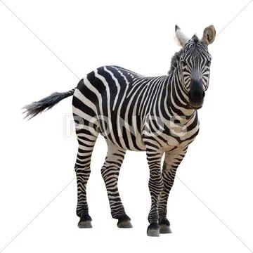 Zebra, isolated Stock Photos