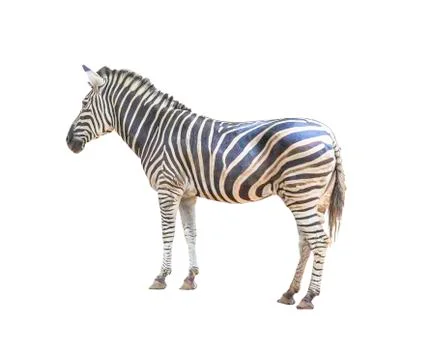 Zebra isolated Stock Photos