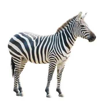 Zebra isolated Foto stock