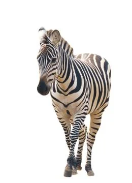 Zebra isolated Foto stock