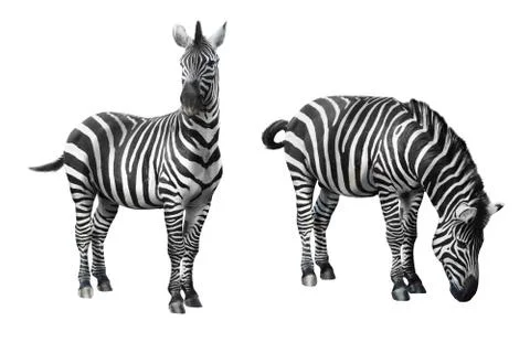 Zebra isolated on white background Stock Photos