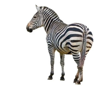 Zebra isolated on white background 스톡 사진