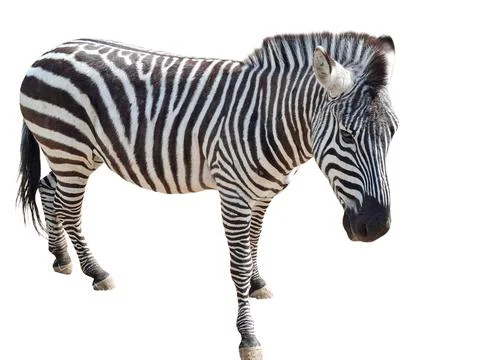 Zebra isolated on white background Фото
