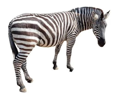 Zebra isolated on white background Stock Photos