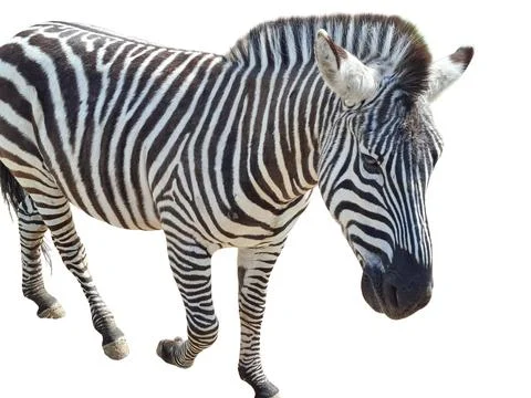 Zebra isolated on white background Stock Photos