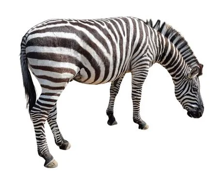 Zebra isolated on white background Fotos de archivo