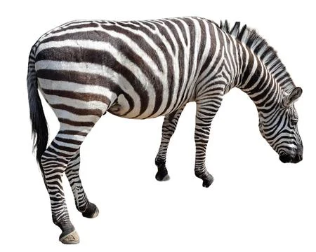 Zebra isolated on white background Stockfoto's