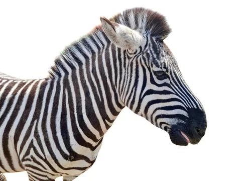Zebra isolated on white background 写真素材