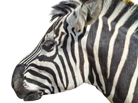 Zebra isolated on white background Фото