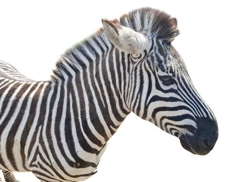 Zebra isolated on white background Stock Photos