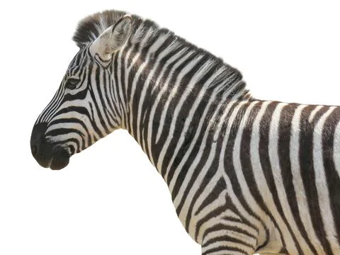 Zebra isolated on white background 스톡 사진