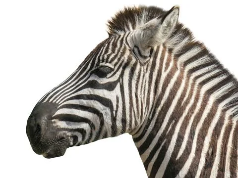 Zebra isolated on white background Foto stock