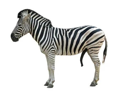 Zebra isolated on white background, side view full body Foto stock