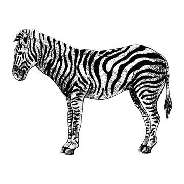 Zebra isolated on white background. Sketch graphic striped animal savanna in  イラスト素材