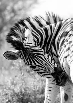 Zebra with an itch to scratch 스톡 사진