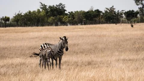 A zebra with its child Stock Photos