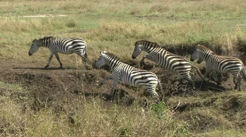 ZEBRA JUMP Video stock 21666358