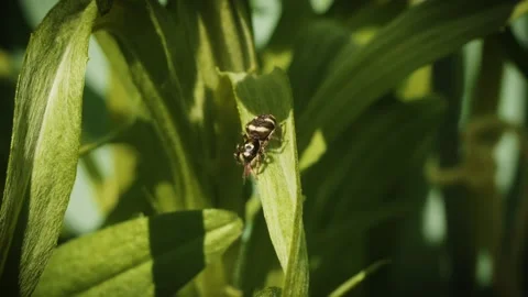 Zebra jumping spider eating a fly macro close up slow motion stock footage Vídeo Stock 309547047