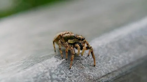 Zebra Jumping Spider Stock Photos