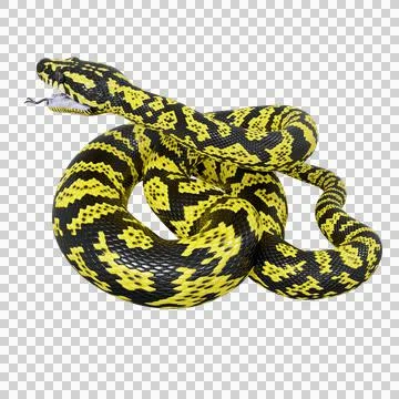 Zebra Jungle Carpet Python Pose Illustration