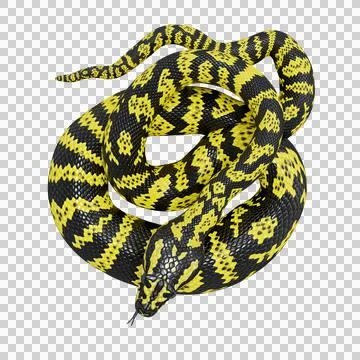 Zebra Jungle Carpet Python Pose Stock Illustration