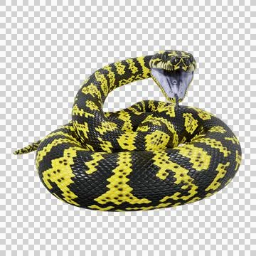 Zebra Jungle Carpet Python Pose Illustrazione stock