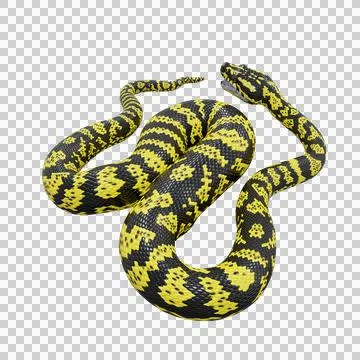 Zebra Jungle Carpet Python Pose Stock Illustration