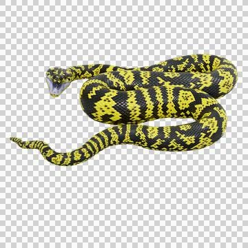 Zebra Jungle Carpet Python Pose Stock Illustration