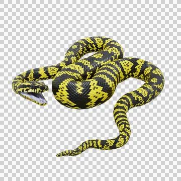Zebra Jungle Carpet Python Pose Illustration