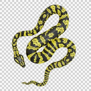 Zebra Jungle Carpet Python Pose Stock Illustration