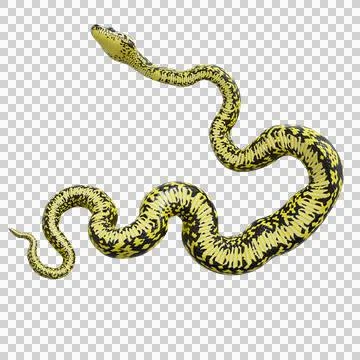 Zebra Jungle Carpet Python Pose Stock Illustration