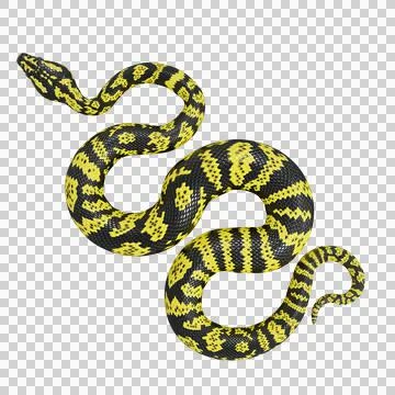 Zebra Jungle Carpet Python Pose Stock Illustration