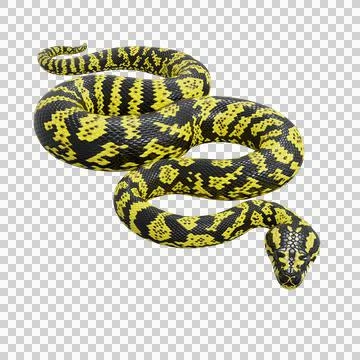Zebra Jungle Carpet Python Pose Stock Illustration