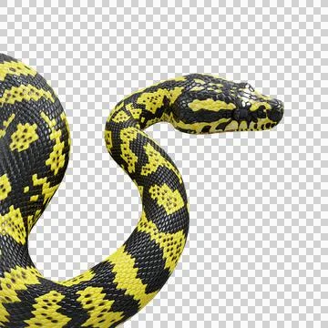 Zebra Jungle Carpet Python Pose Illustration