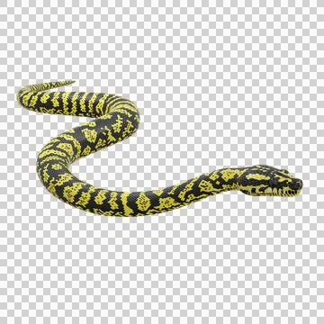 Zebra Jungle Carpet Python Pose Illustration