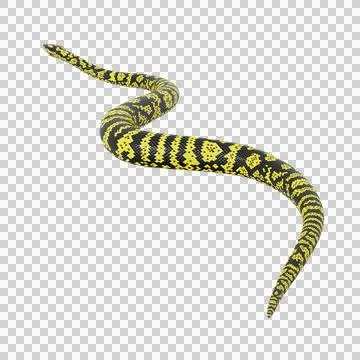 Zebra Jungle Carpet Python Pose Stock Illustration