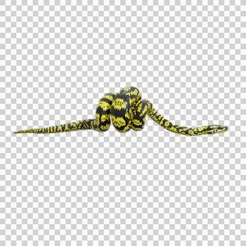 Zebra Jungle Carpet Python Pose Stock Illustration