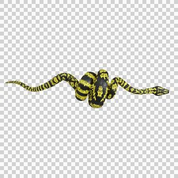 Zebra Jungle Carpet Python Pose Illustration