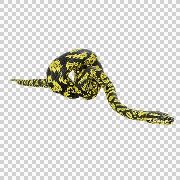 Zebra Jungle Carpet Python Pose Stock-Illustration
