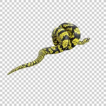 Zebra Jungle Carpet Python Pose Stock Illustration