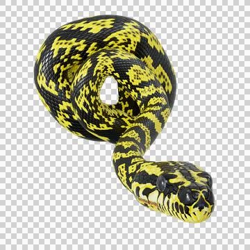 Zebra Jungle Carpet Python Pose Stock Illustration
