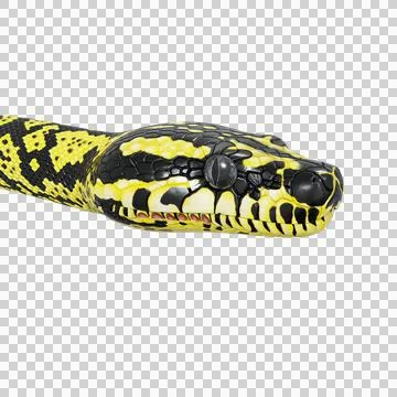 Zebra Jungle Carpet Python Pose Illustration