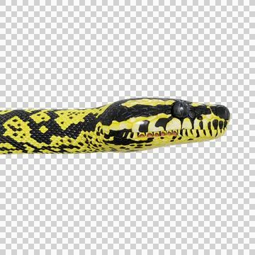 Zebra Jungle Carpet Python Pose Stock Illustration