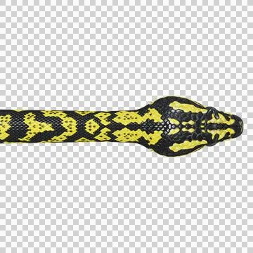 Zebra Jungle Carpet Python Pose Stock-Illustration