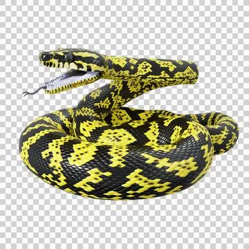 Zebra Jungle Carpet Python Pose Stock Illustration
