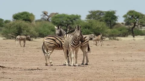 Zebra kalahari 2 Stock Footage 12654462